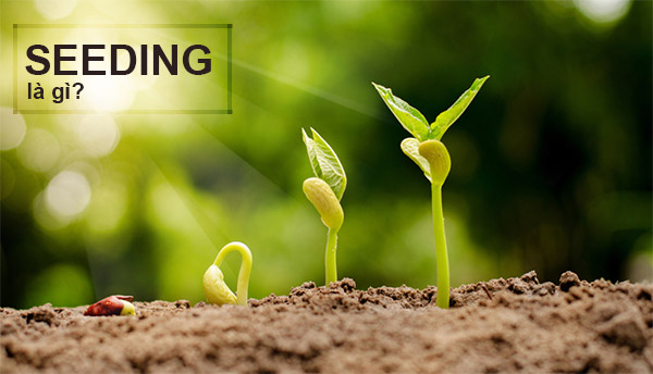 Seeding là thuật ngữ quen thuộc đối với marketer, để hiểu rõ tầm quan trọng vai trò và hiệu quả của Seeding và cách thức làm seeding hiệu quả. Hãy cùng đọc bài viết chia sẻ dưới đây nhé!